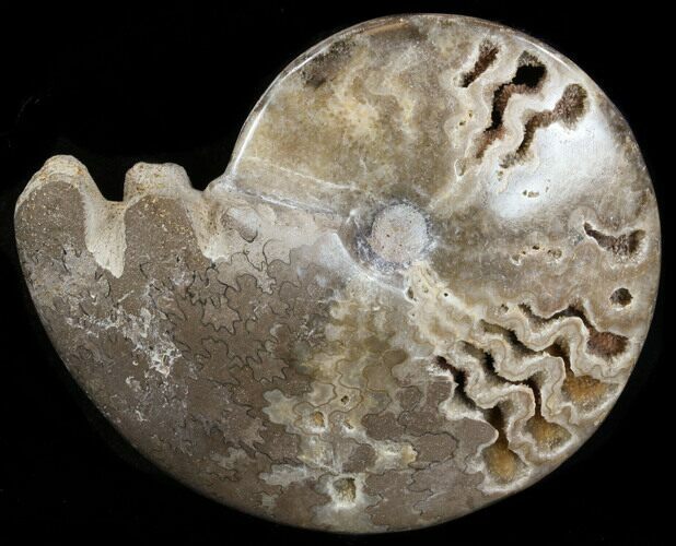 Polished Shloenbacchia Ammonite - Morocco #35288